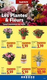 Prix et réduction Plante D'intérieur dans le prospectus Lidl en cours Offre Plante D'intérieur dans le catalogue Lidl du moment à la page 29