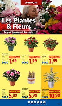 Promotion Jardin dans le prospectus Lidl, valable du 01/10/2026 au 07/10/2026 Promo Jardin dans le catalogue Lidl du moment à la page 29