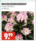 RHODODENDRON im Angebot bei Wreesmann in Cottbus RHODODENDRON Angebote bei Wreesmann Cottbus für 9,99 €