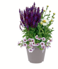 Sommerblumen-Trio bei toom Baumarkt im Cuxhaven Prospekt für 9,99 €
