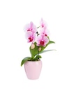 Promo Phalaenopsis swan avec un cache-pot en céramique coloris blanc - diamètre 7 cm H 30 cm à 14,99 € dans le catalogue Botanic à Semécourt