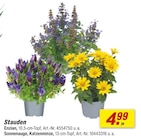 Stauden Angebote bei toom Baumarkt Aalen für 4,99 €