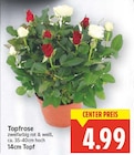 Topfrose Angebote bei E center Falkensee für 4,99 €