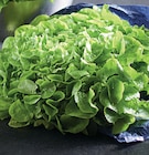 Promo Salade laitue batavia et laitue feuille de chène blonde à 0,99 € dans le catalogue Intermarché Super à Joué-lès-Tours