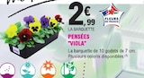 Pensées 'Viola' dans le catalogue E.Leclerc