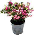 Pernettya Mix »Torfmyrte« Angebote bei REWE Seevetal für 3,69 €