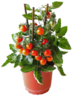 Gemüsepflanzen mit Frucht Mix im Angebot bei OBI in Stuttgart Gemüsepflanzen mit Frucht Mix Angebote bei OBI Stuttgart für 7,99 €