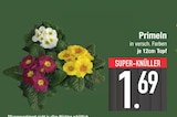 Primeln von  im aktuellen EDEKA Prospekt für 1,69 €