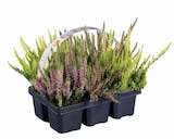 Heidekraut (Calluna) für 6,99 € bei Lidl im Angebot Heidekraut (Calluna) im aktuellen Lidl Prospekt