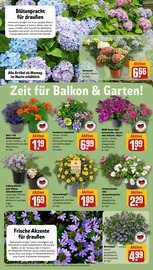 Balkonpflanzen im REWE Prospekt in Lutherstadt Wittenberg Aktueller REWE Prospekt mit Balkonpflanzen, "Dein Markt", Seite 6