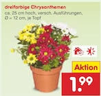 dreifarbige Chrysanthemen für 1,99 € bei Netto Marken-Discount im Angebot dreifarbige Chrysanthemen im aktuellen Netto Marken-Discount Prospekt