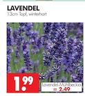 Lavendel im Angebot bei Wreesmann in Dresden Lavendel Angebote bei Wreesmann Dresden für 1,99 €