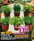 Bio-Kräuter-Sets im Hornbach Prospekt zum Preis von 17,99 €