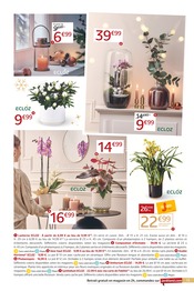 Orchidée Angebote im Prospekt "DÉCO & CADEAUX LÂCHEZ LES RÊNES, C'EST NOËL !" von Jardiland Orchidée Angebote im Prospekt "DÉCO & CADEAUX LÂCHEZ LES RÊNES, C'EST NOËL !" von Jardiland auf Seite 13