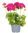 toom Baumarkt Staßfurt - Geranie Angebot im Prospekt Geranie bei toom Baumarkt im Staßfurt Prospekt für 2,29 €