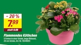 toom Baumarkt - Flammendes Käthchen Angebot im Prospekt Flammendes Käthchen bei toom Baumarkt im Prospekt "" für 7,99 €