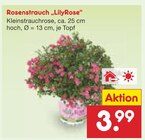Rosenstrauch „LilyRose“ Angebot in Oberweis Rosenstrauch „LilyRose“ im aktuellen Prospekt bei Netto Marken-Discount in Oberweis