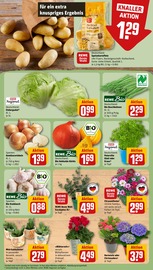 Blumen im REWE Prospekt in Siegburg Aktueller REWE Prospekt mit Blumen, "Dein Markt", Seite 7