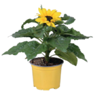 Sonnenblume Angebote bei EDEKA Buxtehude für 2,99 €