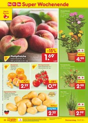 Chrysantheme im Netto Marken-Discount Prospekt in Bielefeld Aktueller Netto Marken-Discount Prospekt mit Chrysantheme, "Aktuelle Angebote", Seite 34