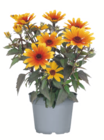 toom Baumarkt Ribnitz-Damgarten - Sonnenauge Angebot im Prospekt Sonnenauge bei toom Baumarkt im Ribnitz-Damgarten Prospekt für 5,99 €