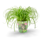 Katzengras von  im aktuellen Kaufland Prospekt für 2,49 €