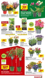 Ähnliche Blumenerde Angebote im Prospekt "Respekt, wer's selber macht." von toom Baumarkt in Gifhorn Ähnliche Angebote wie Blumenerde im Prospekt "Respekt, wer's selber macht." auf Seite 3 von toom Baumarkt in Gifhorn