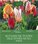 Botanische Tulpen Prachtmischung im Pflanzen Kölle Prospekt Botanische Tulpen Prachtmischung von Kölles Beste im aktuellen Pflanzen Kölle Prospekt für 12,99 €