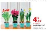Bulbes en pot Tulipes en promo chez Super U Orléans à 4,99 €