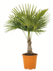 Hanfpalme im Angebot bei toom Baumarkt in Wolfsburg Hanfpalme Angebote bei toom Baumarkt Wolfsburg für 49,99 €