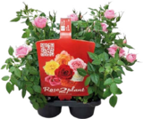 Rose2plant von Rose2plant im aktuellen Globus-Baumarkt Prospekt