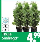 Thuja Smaragd Angebote bei Wreesmann Bremerhaven für 4,99 €