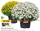 Aktuelles Chrysantheme Angebot bei OBI in Bielefeld ab 5,55 €