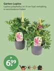 Garten-Lupine im V-Markt Prospekt Garten-Lupine von im aktuellen V-Markt Prospekt für 6,99 €