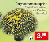 Aktuelles Chrysanthemenkugel Angebot bei Zimmermann in Hannover ab 3,99 €