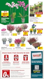 Veilchen Angebot im aktuellen toom Baumarkt Prospekt auf Seite 2