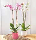 Orchidée Phalaenopsis en promo chez Bi1 Troyes à 12,99 €
