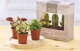 Trio Cactus ou Succulentes - U Express à Bordeaux Trio Cactus ou Succulentes en promo chez U Express Bordeaux à 4,99 €