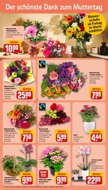 Aktueller REWE Prospekt mit Pflanzen, "Dein Markt", Seite 8