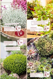 Pflanzen im aktuellen Garten-Center Nordharz GmbH & Co. KG Prospekt (Hannover) Pflanzen im Garten-Center Nordharz GmbH & Co. KG Prospekt "SUMMER'S END" mit 12 Seiten (Hannover)