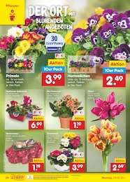 Blumen Angebot im aktuellen Netto Marken-Discount Prospekt auf Seite 42