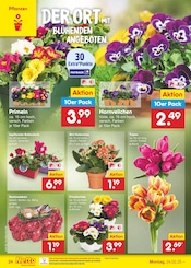 Aktueller Netto Marken-Discount Prospekt mit Blumen, "Aktuelle Angebote", Seite 42