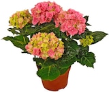 Hortensie Angebote von REWE Beste Wahl bei REWE Lörrach für 4,79 €