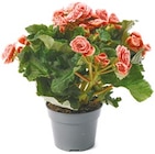 Topfrose oder gefüllte Begonie für 3,49 € bei Netto mit dem Scottie im Angebot Topfrose oder gefüllte Begonie im aktuellen Netto mit dem Scottie Prospekt