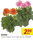 toom Baumarkt Felixsee - Dahlie Angebot im Prospekt Dahlie bei toom Baumarkt im Felixsee Prospekt für 2,99 €