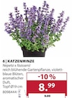 Katzenminze im Dehner Garten-Center Prospekt Katzenminze von im aktuellen Dehner Garten-Center Prospekt für 8,99 €
