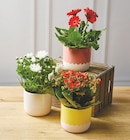 Plante fleurie en promo chez Super U Bourges à 6,99 €