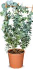 Eucalyptus im Angebot bei Netto Marken-Discount in Hildesheim Eucalyptus Angebote bei Netto Marken-Discount Hildesheim für 11,99 €