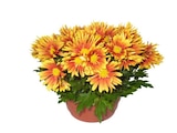 Coupe de chrysanthème XXL en promo chez Carrefour Coupe de chrysanthème XXL dans le catalogue Carrefour