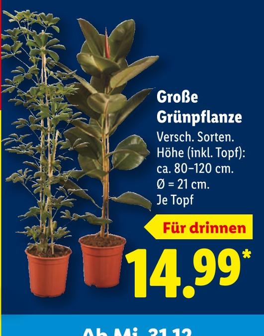 Große Grünpflanze